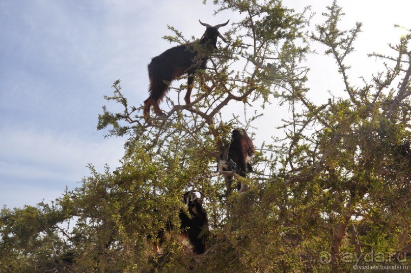 Эссуэйра-Марракеш — лучше без гида
