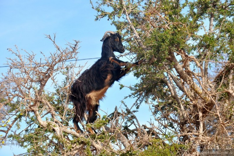 Эссуэйра-Марракеш — лучше без гида