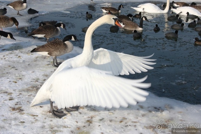 Альбом отзыва "Мюнхен. Нимфенбург зимой"