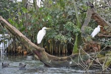 Гватемала — свободная и бедная