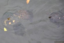 Гватемала — свободная и бедная