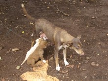 Невинные индейские забавы