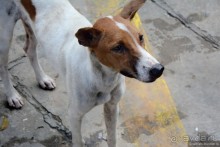 По Бирме босиком. Приказано выжить