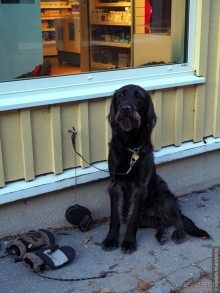 Скандинавская сага на Новый год