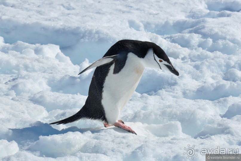 По снегам Антарктики