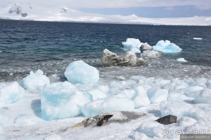 По снегам Антарктики
