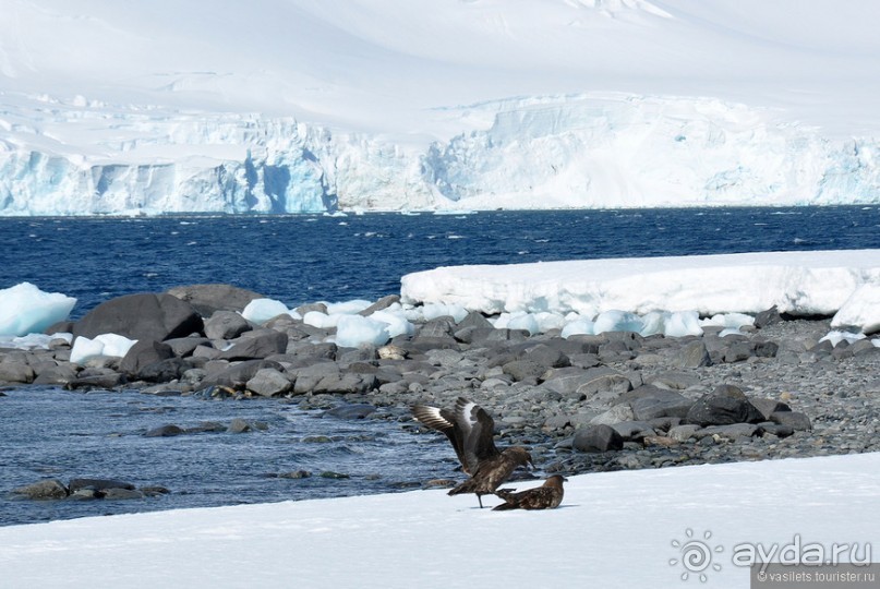 По снегам Антарктики
