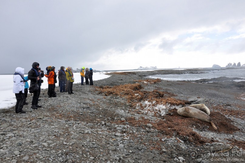 По снегам Антарктики