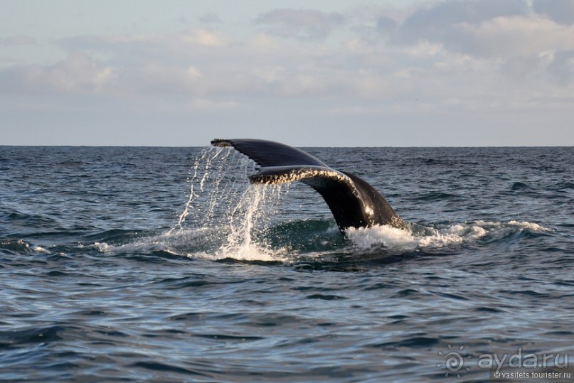 По снегам Антарктики