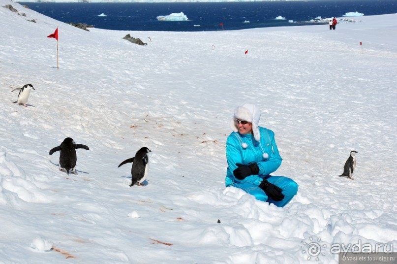 По снегам Антарктики