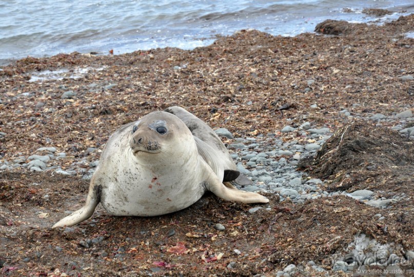 По снегам Антарктики