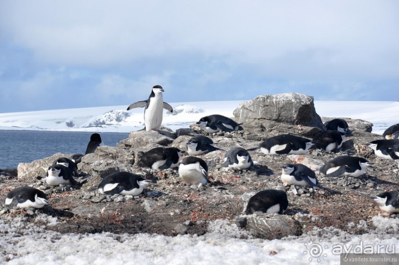 По снегам Антарктики