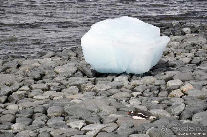 По снегам Антарктики