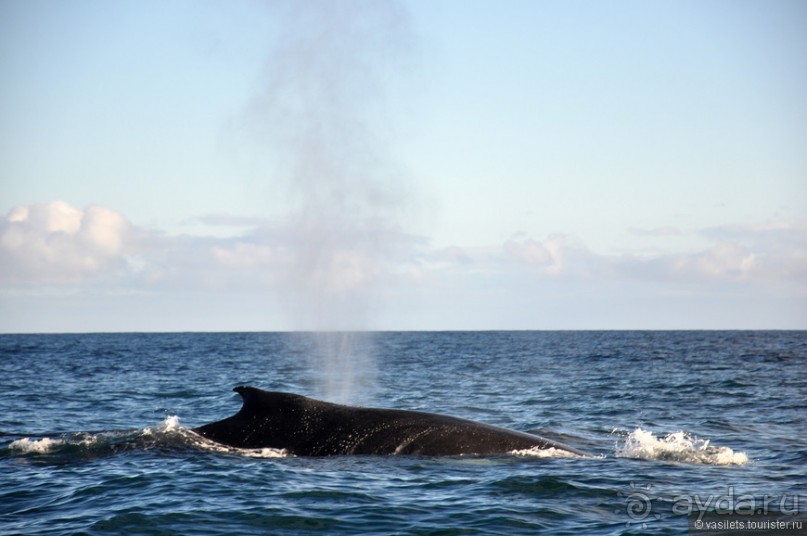 По снегам Антарктики