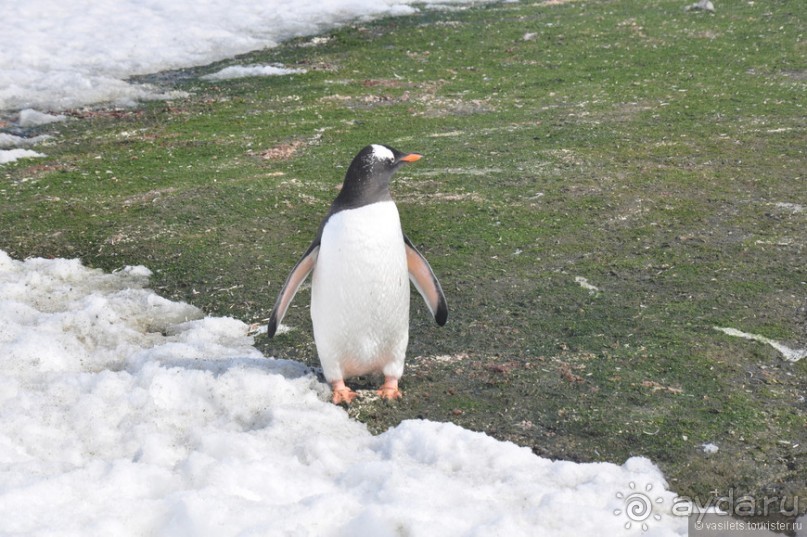 По снегам Антарктики
