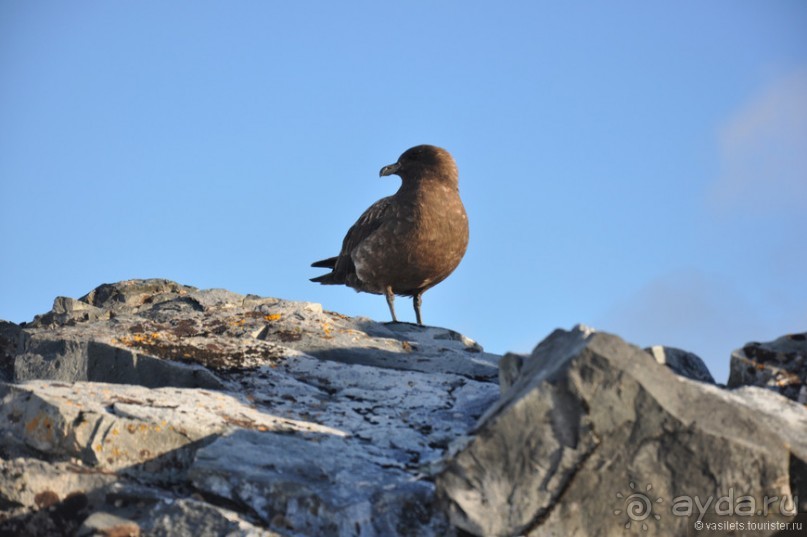 По снегам Антарктики