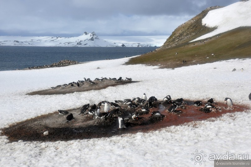 По снегам Антарктики