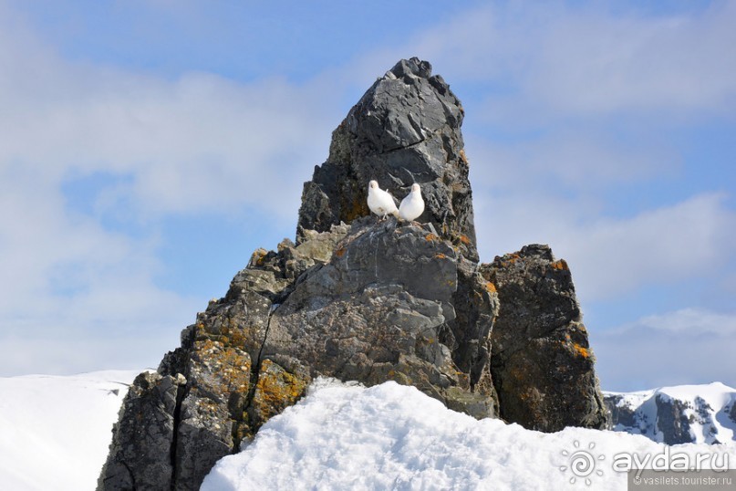По снегам Антарктики