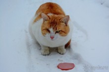 Переславль с Ростовом и ДР в придачу