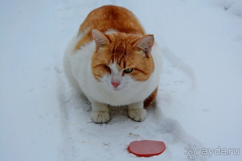 Переславль с Ростовом и ДР в придачу