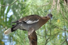 Юкатан - пирамиды и сеноты