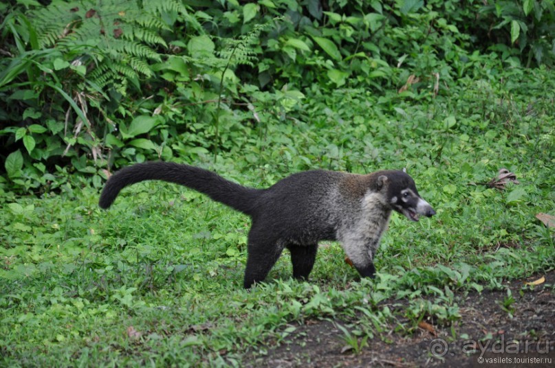 Альбом отзыва "Активная Коста-Рика"