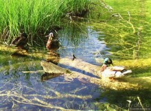 Плитвицкие озера