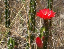 Куско, Мачу-Пикчу и Священная долина