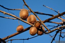 Зимняя Абхазия и Рица в придачу