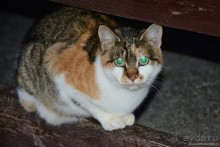 Зимняя Абхазия и Рица в придачу