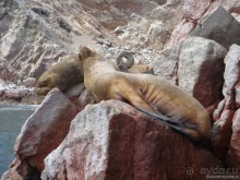 Заметки утомленного пасахероса