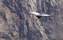 Альбом отзыва "Ущелье кондоров Колка"