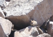 Альбом отзыва "Ущелье кондоров Колка"