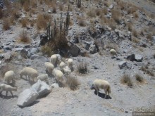 Альбом отзыва "Ущелье кондоров Колка"