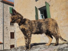 фото Котора