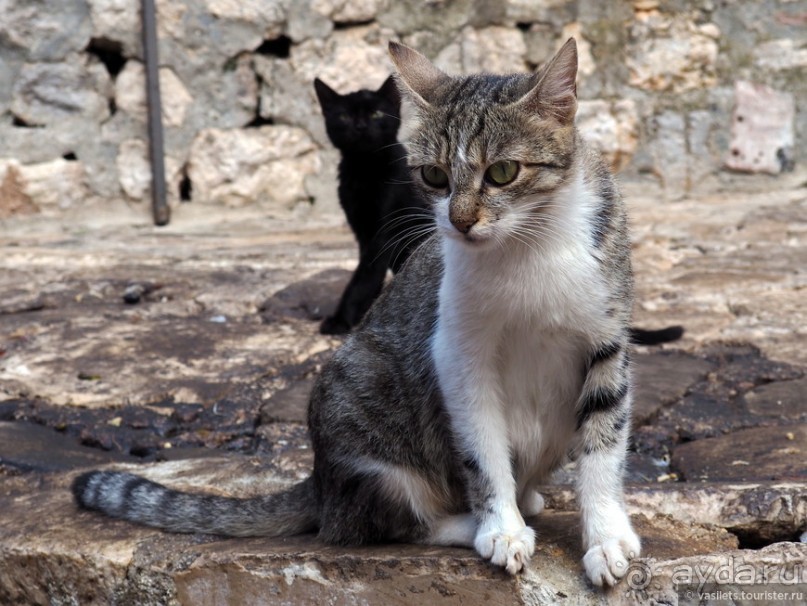 фото Котора