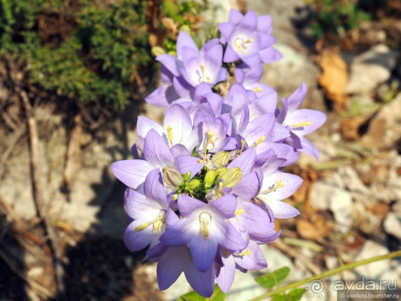 фото Котора