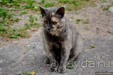 Музыкальные пытки на т/х А.Свирский