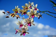 Водный мир озера Инле