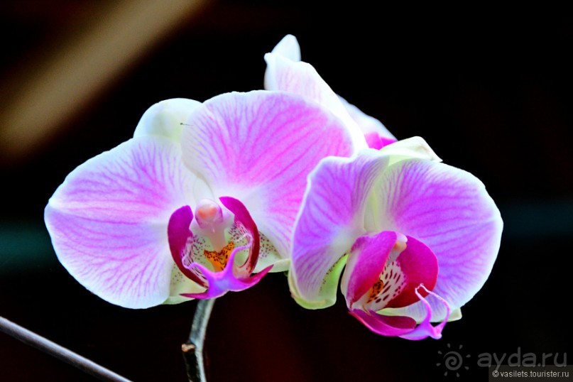 Водный мир озера Инле