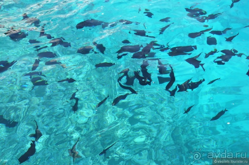 Хургада обрусевшая, местами охамевшая