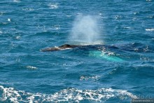 Прощай Антарктика, здравствуй Пасха