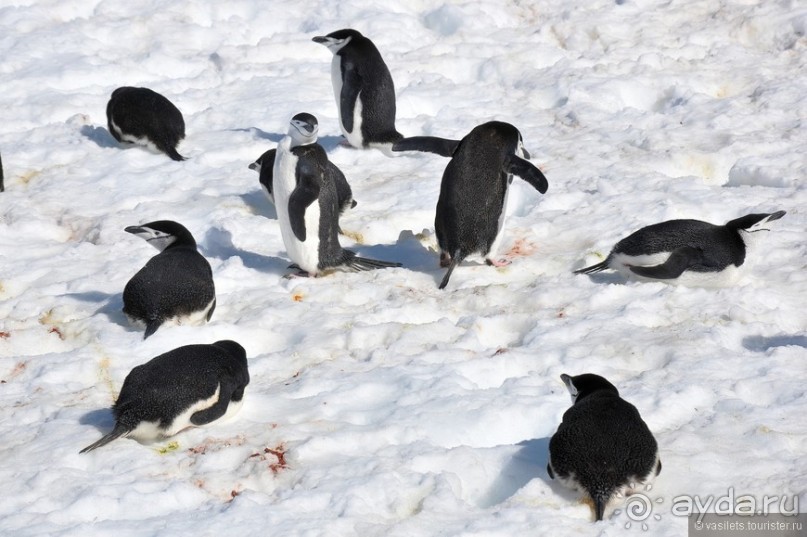 Прощай Антарктика, здравствуй Пасха