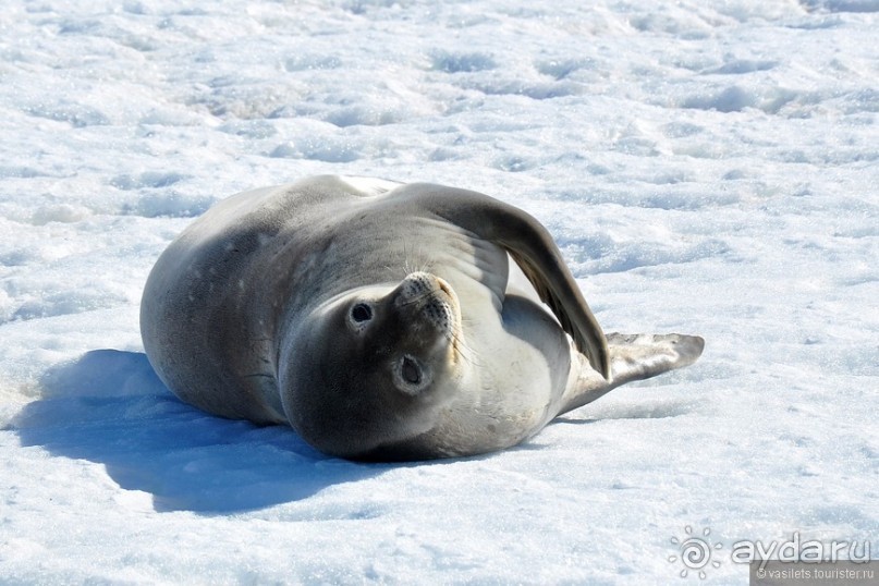 Прощай Антарктика, здравствуй Пасха