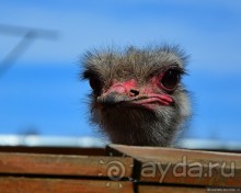 Круиз-круиз по Волге вниз