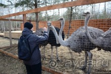 Круиз-круиз по Волге вниз