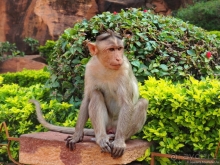 Древняя Индия изнутри: Бадами-Паттадакал-Айхоле