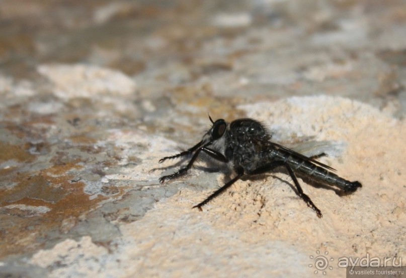 Гран-Мелия, что рядом с Агиос-Николаис