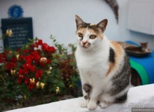 Грозный Санторини