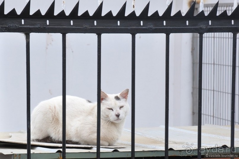 Чили. Вальпараисо.Винья-дель-мар.